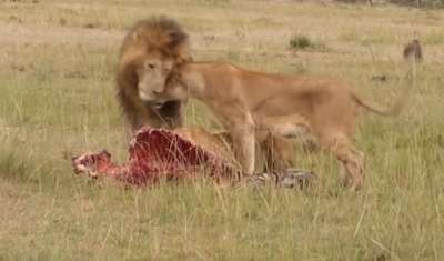 Лев прогнал прочь от добычи гиен, обидевших львицу. Видео