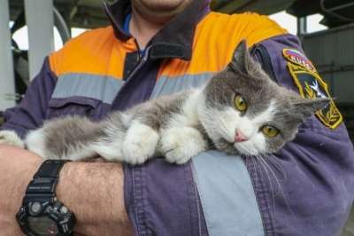 Московские сотрудники МЧС спасают по два животных в день