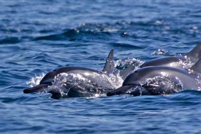 В Крыму за 2019 год зафиксировали почти 500 выбросов дельфинов