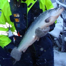 Норвежскому лососю хотят поставить заслон по всему ЕАЭС