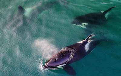 Петицию о запрете вылова китообразных в России подписали более 100 тыс. человек 