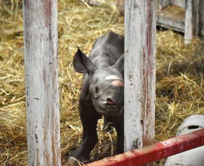Рождение редчайшего черного носорога: видео