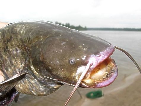 В Астрахани рыба снизила активность