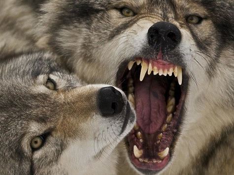 Охотники Тувы провели 29 облав на волков