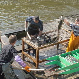 Сахалинские реки предлагают под разведение лососей