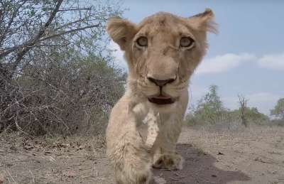 Улыбайтесь, вас снимает видеокамера: встреча диких зверей с GoPro