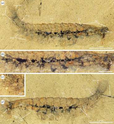 Найдены останки существа с древнейшим мозгом