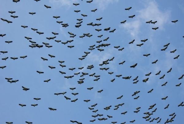 Жителей Сингапура поразило зрелище огромного скопления птиц 