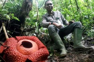 На Суматре найден самый большой в мире цветок-паразит