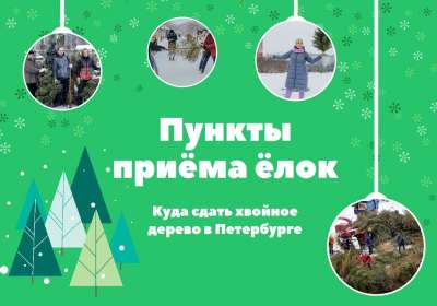 В Петербурге новогодние елки начали собирать на переработку