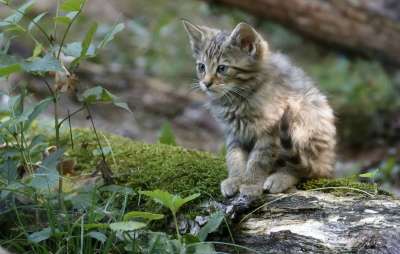 В Швейцарии лесной кот объявлен животным 2020 года